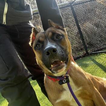 Ryder -  Mixed Breed Dog for Adoption in Asheville, North Carolina - Ryder | PetCurious