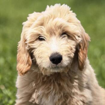 Golden Retriever and Standard Poodle Dogs Available for Adoption in San Diego, California - Grey
