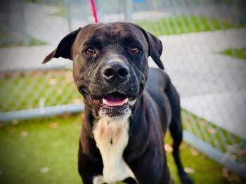 Rescue Labrador Retriever and Boxer Dogs for Adoption in Orlando, Florida - MIDNIGHT | PetCurious