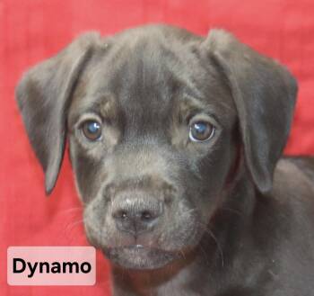 Dynamo -  Labrador Retriever Dog for Adoption in Manchester, Connecticut - Dynamo | PetCurious