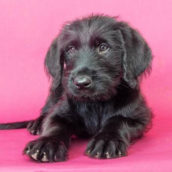 Ivy -  Giant Schnauzer and Golden Retriever Dog for Adoption in Franklin, Tennessee - Ivy | PetCurious