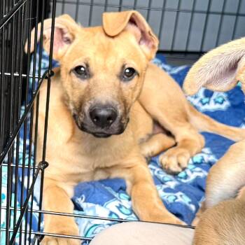 Brook -s -  Shepherd and Black Mouth Cur Dog for Adoption in Sequatchie, Tennessee - Brook -s | PetCurious