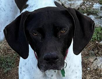 German Shorthaired Pointer Dogs Available for Adoption in Paris, Kentucky - Piper | PetCurious