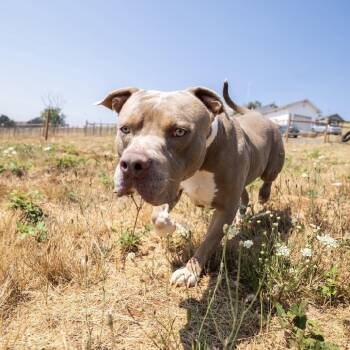 Monte -  Pit Bull Terrier Dog for Adoption in Portland, Oregon - Monte | PetCurious