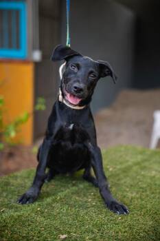 Karlota -  Rat Terrier and Labrador Retriever Dog for Adoption in Anacortes, Washington - Karlota | PetCurious