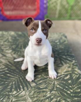 Feist and Pit Bull Terrier Dogs Available for Adoption - Cheddar | PetCurious