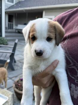 Oaklee (Lee Litter) -  Australian Cattle Dog Blue Heeler and Great Pyrenees Dog for Adoption in New Albany, Ohio - Oaklee (Lee Litter) | PetCurious