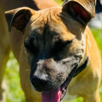 Mixed Breed and Hound Dogs Available for Adoption in Williston, Florida - Jersey | PetCurious