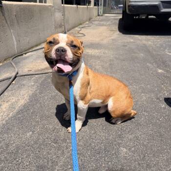 Sir Yeet -  English Bulldog and Mixed Breed Dog for Adoption in St. Louis, Missouri - Sir Yeet | PetCurious