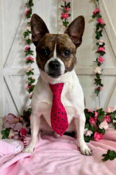 Chihuahua Dogs Available for Adoption in New Stanton, Pennsylvania - Stewart | PetCurious