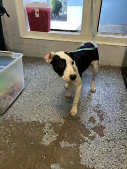 Pit Bull Terrier Dogs Available for Adoption in Mobile, Alabama - Tippy | PetCurious