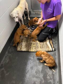 Penny - (P litter) -  Hound and Great Pyrenees Dog for Adoption in Holly Springs, North Carolina - Penny - (P Litter) | PetCurious