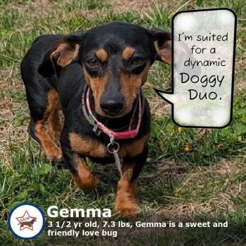 Dachshund Dogs Available for Adoption in Shelbyville, Tennessee - Gemma In WI | PetCurious