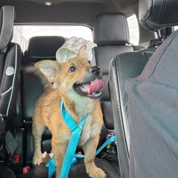 Pari -  Mixed Breed Dog for Adoption in Shelbyville, Illinois - Pari | PetCurious