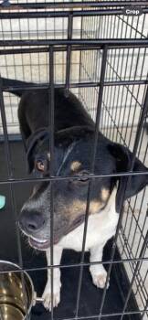 Rescue Shepherd and Mixed Breed Dogs for Adoption in Livingston, Texas - Prince | PetCurious