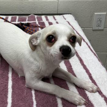 Mixed Breed Dogs Available for Adoption in Murray, Utah - Frosty | PetCurious