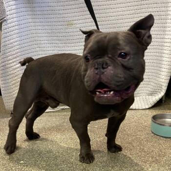 IVHS-Stray-142384 -  English Bulldog and Mixed Breed Dog for Adoption in San Gabriel, California - IVHS-Stray-142384 | PetCurious