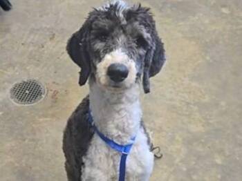 LOUIE -  Poodle and Mixed Breed Dog for Adoption in Tallahassee, Florida - LOUIE | PetCurious