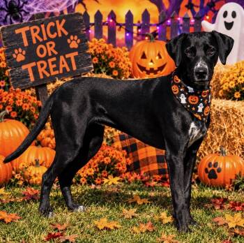 Joy/61860436 -  Labrador Retriever and Dalmatian Dog for Adoption in Elko, Nevada - Joy/61860436 | PetCurious
