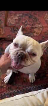 Rescue Boston Terrier Dogs for Adoption in San Mateo, California - Biggie | PetCurious