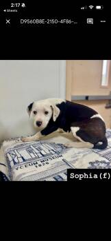 Pit Bull Terrier Dogs Available for Adoption - Sofia  | PetCurious
