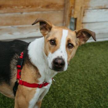 Mixed Breed Dogs Available for Adoption in Jackson, Wyoming - Sunny | PetCurious