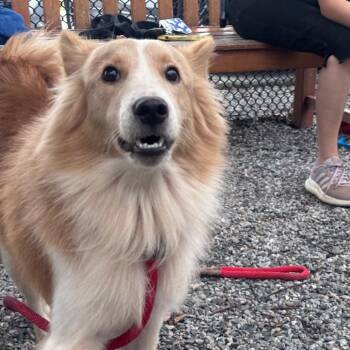 Phil -  Collie Dog for Adoption in York, Pennsylvania - Phil | PetCurious