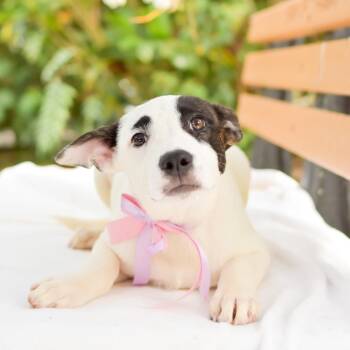Mixed Breed Dogs Available for Adoption in Kailua-kona, Hawaii - Care Bear | PetCurious