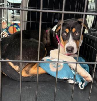 Shez -  Australian Shepherd and Australian Cattle Dog Blue Heeler Dog for Adoption in Amarillo, Texas - Shez | PetCurious