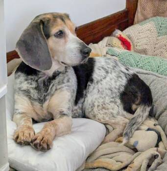 Lucy -  Beagle Dog for Adoption in Cowlesville, New York - Lucy | PetCurious