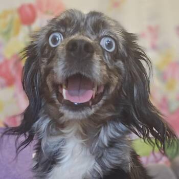 Megan -  Australian Shepherd and Cavalier King Charles Spaniel Dog for Adoption in Normal, Illinois - Megan | PetCurious