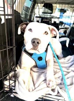 Pit Bull Terrier and Staffordshire Bull Terrier Dogs Available for Adoption - Lil Man  | PetCurious