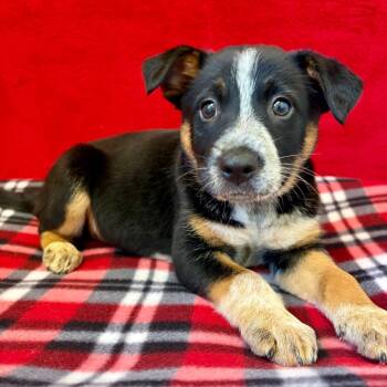 Mixed Breed Dogs Available for Adoption in Pekin, Illinois - Ellie | PetCurious