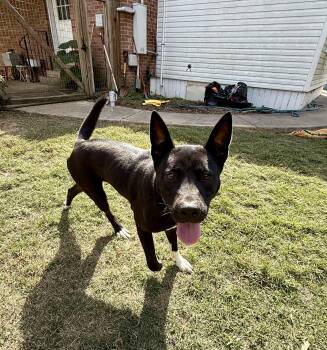 Rescue German Shepherd Dog Dogs for Adoption in Holly Springs, Mississippi - Domino | PetCurious