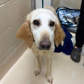 Bubbles -  Mixed Breed Dog for Adoption in Winston-salem, North Carolina - Bubbles | PetCurious
