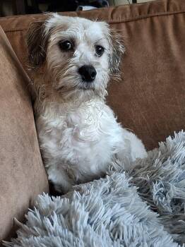 Shih Tzu and Cavalier King Charles Spaniel Dogs Available for Adoption in Grand Forks, North Dakota - Augie | PetCurious