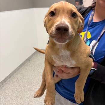 Derek -  Dachshund and Chihuahua Dog for Adoption - Derek | PetCurious