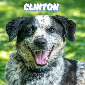 Rescue Australian Cattle Dog Blue Heeler Dogs for Adoption in Clinton, Missouri - Clinton | PetCurious