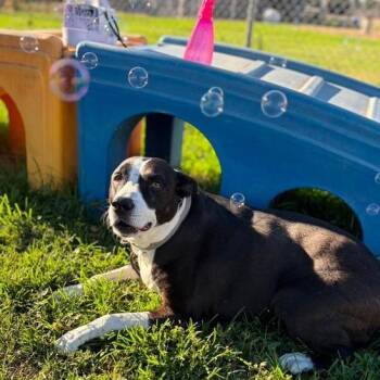 Suzy Q -  Cattle Dog and Mixed Breed Dog for Adoption in Turlock, California - Suzy Q | PetCurious