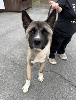 Akita and Mixed Breed Dogs Available for Adoption - Boone | PetCurious