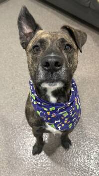Rescue Mixed Breed Dogs for Adoption in Sault Ste. Marie, Michigan - Frank | PetCurious