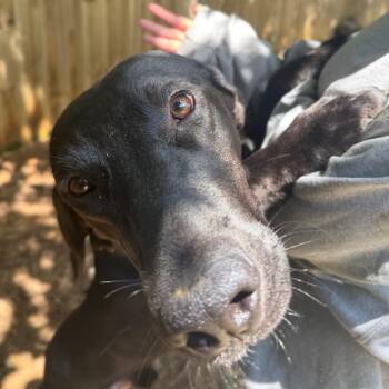 Timms -  Black Labrador Retriever and Mixed Breed Dog for Adoption in Fredericksburg, Virginia - Timms | PetCurious