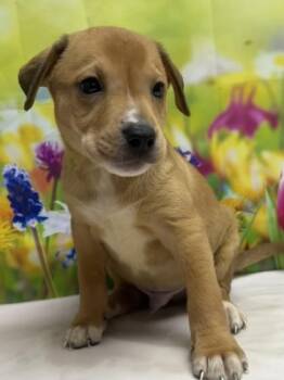 Terrier and Mixed Breed Dogs Available for Adoption in San Antonio, Texas - Brett | PetCurious