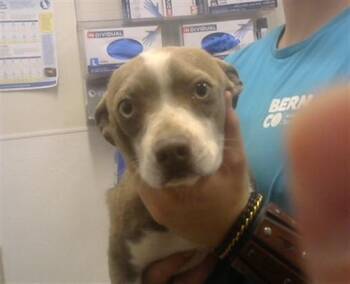 Chihuahua and Mixed Breed Dogs Available for Adoption - PABLO | PetCurious