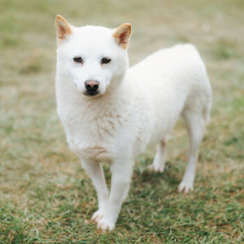 Rescue Shiba Inu Dogs for Adoption in Northbrook, Illinois - Tri-Star | PetCurious