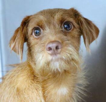 Jill (AO36853) -  Wirehaired Terrier Dog for Adoption in Kansas City, Kansas - Jill (AO36853) | PetCurious