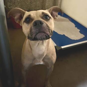 Luna -  Pit Bull Terrier and Mixed Breed Dog for Adoption in Stephenville, Texas - Luna | PetCurious