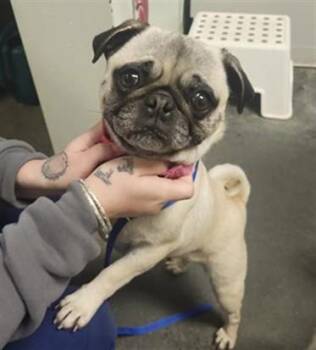 Pug Dogs Available for Adoption - ELPHABA* | PetCurious