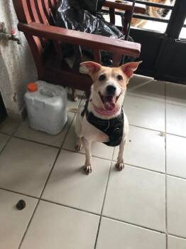 Luneta -  Labrador Retriever and Jack Russell Terrier Dog for Adoption in Gig Harbor, Washington - Luneta | PetCurious