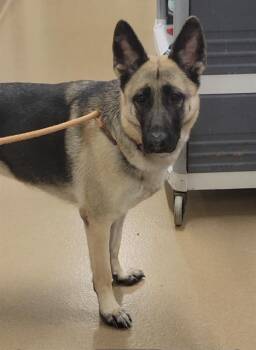 Rescue German Shepherd Dog Dogs for Adoption in St. Peters, Missouri - SAFFRON | PetCurious